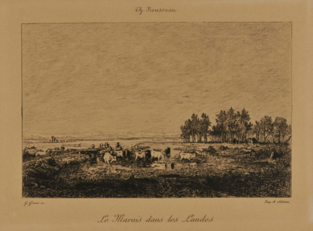 Le Marais dans les Landes