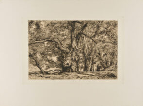 Châtaigneraie à Royat