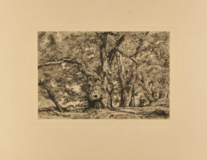 Châtaigneraie à Royat