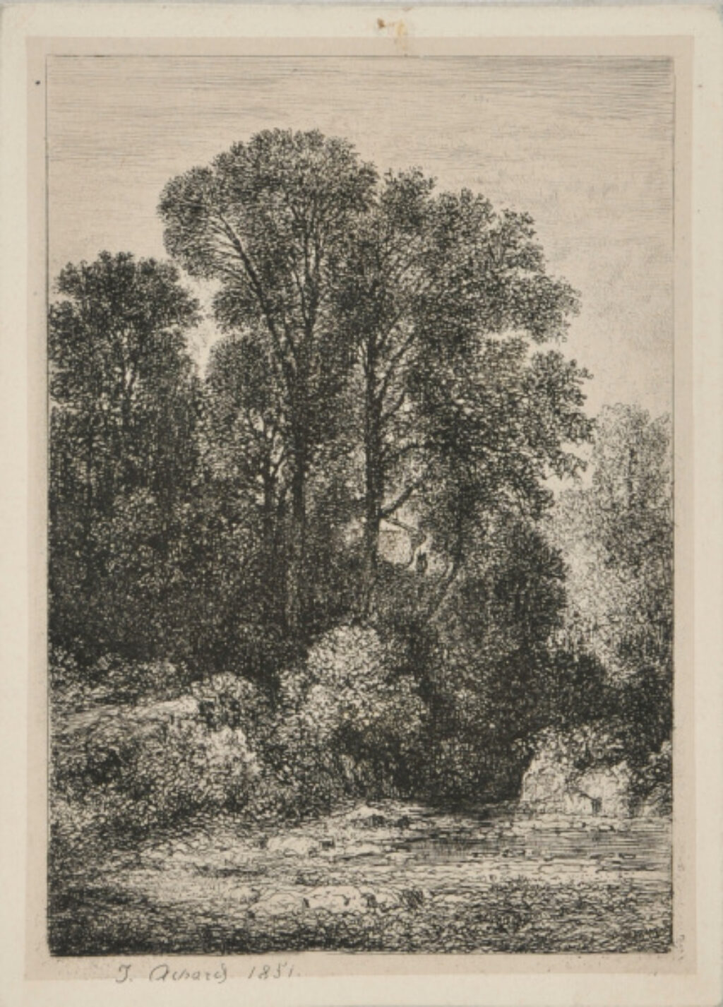 Groupe d’Arbres