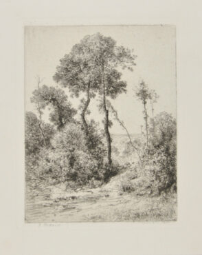 Motif d’Arbres en Hauteur