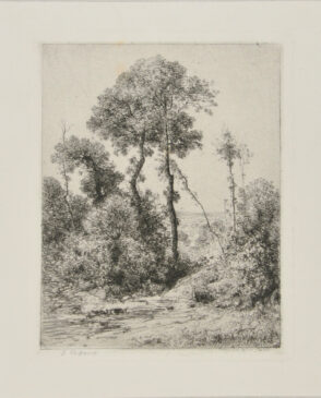 Motif d’Arbres en Hauteur