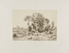 Arbres au bord d’un étang