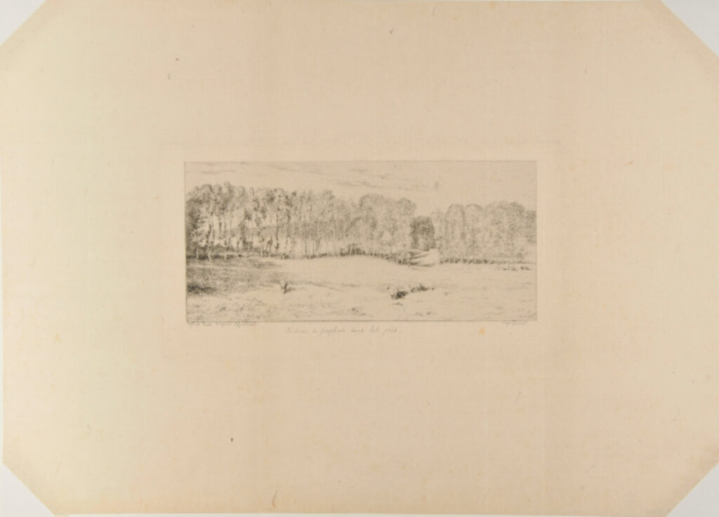 Rideau de Peupliers dans les Près