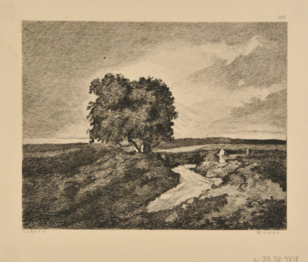 Chênes près d’une route