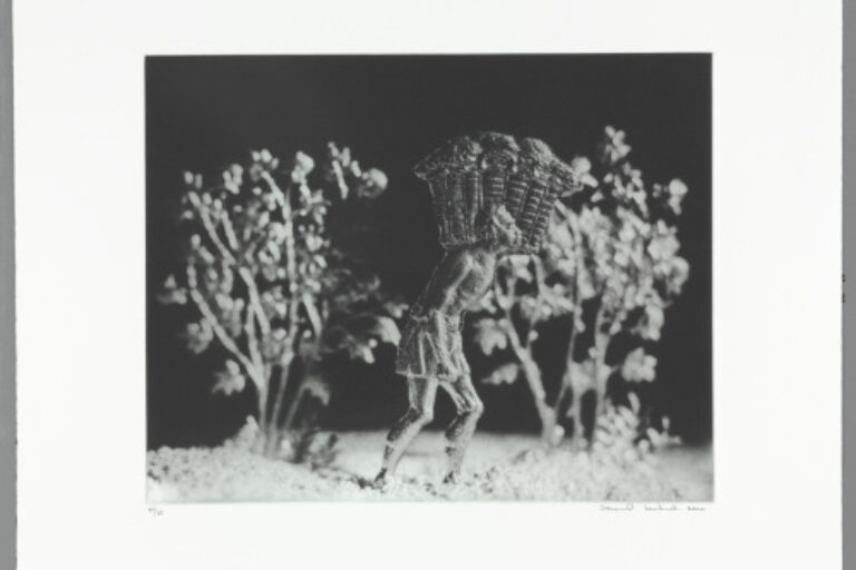 IN THE COTTON FIELD