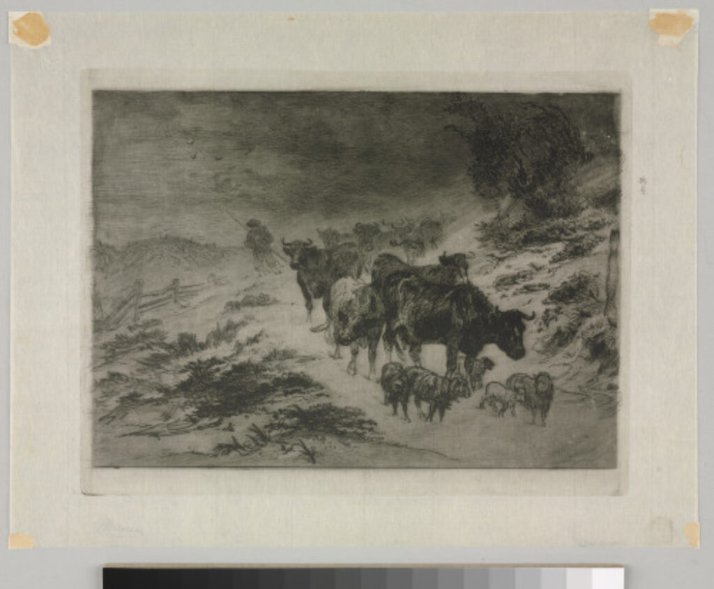 Cattle Returning Home