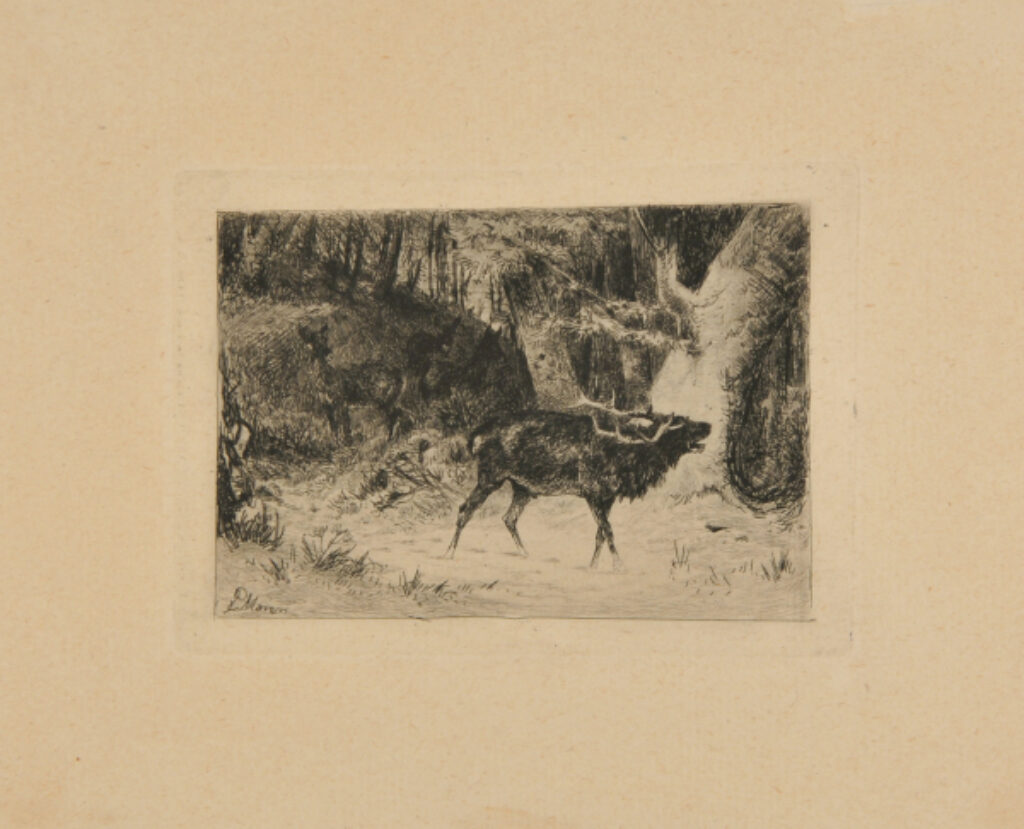 Deer in a Forest