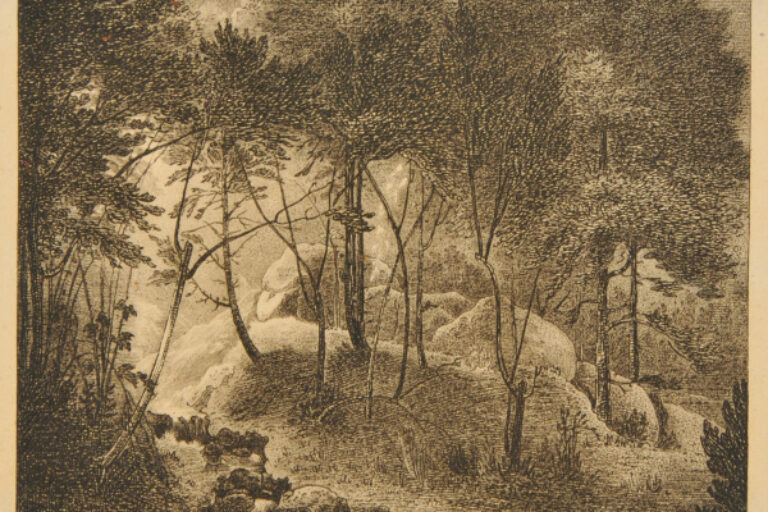 Forest Landscape
