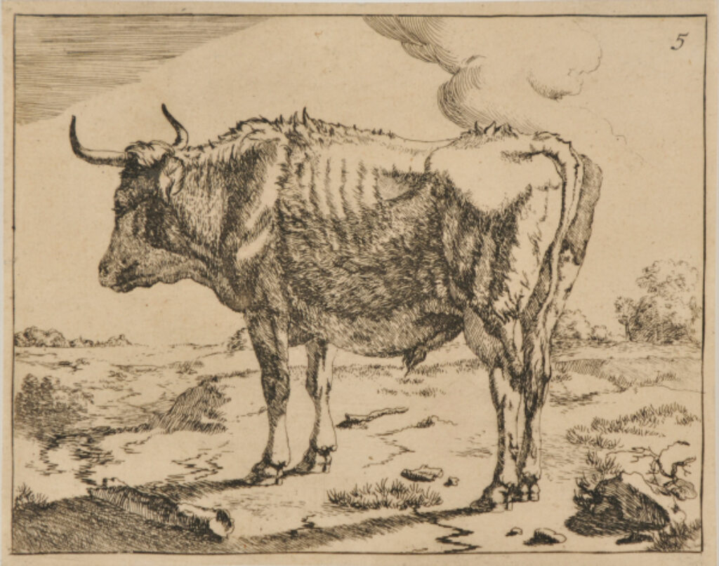Boeufs et Vaches
