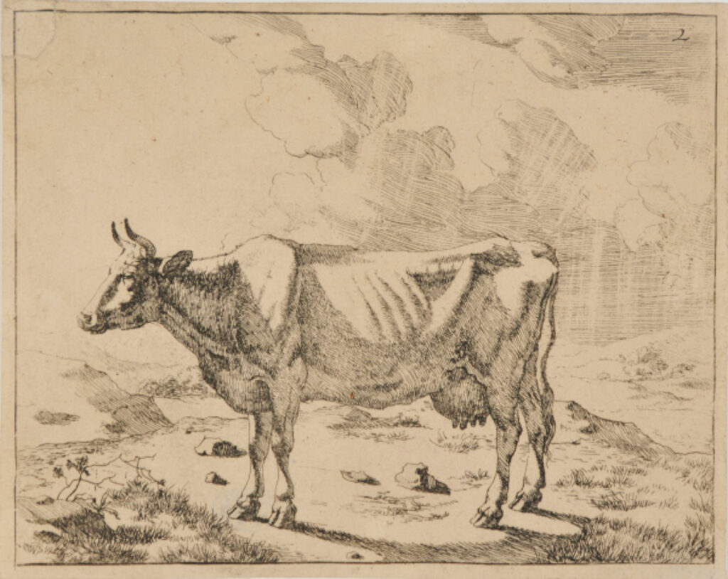 Boeufs et Vaches