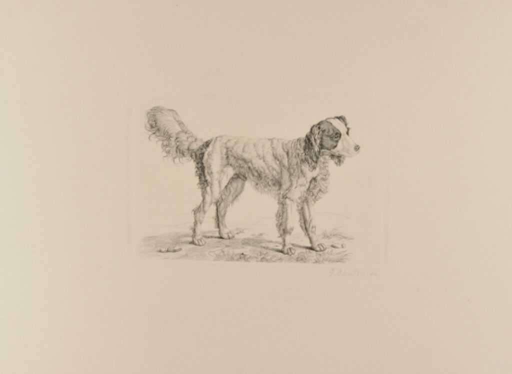 Dog Standing, Turned to Right