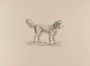 Dog Standing, Turned to Right