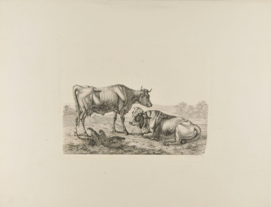 Landscape with a Cow and Resting Steer