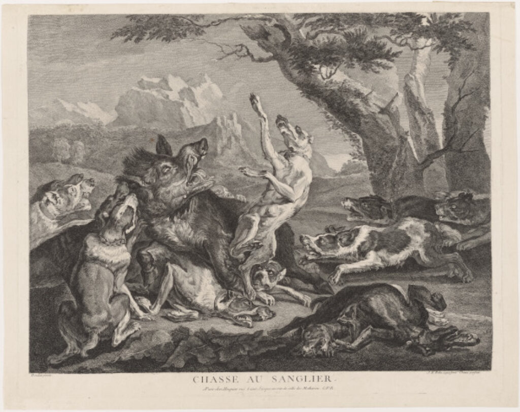 Chasse Au Sanglier
