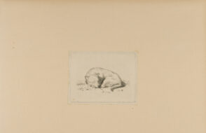 Dog Asleep on the Ground