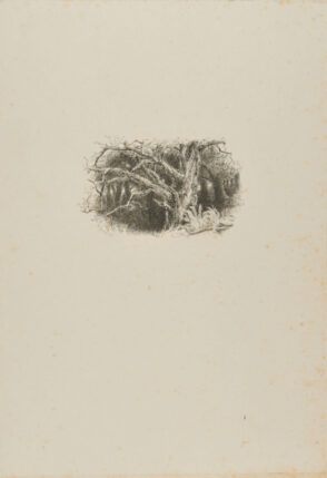 Forest, with Bare Trees