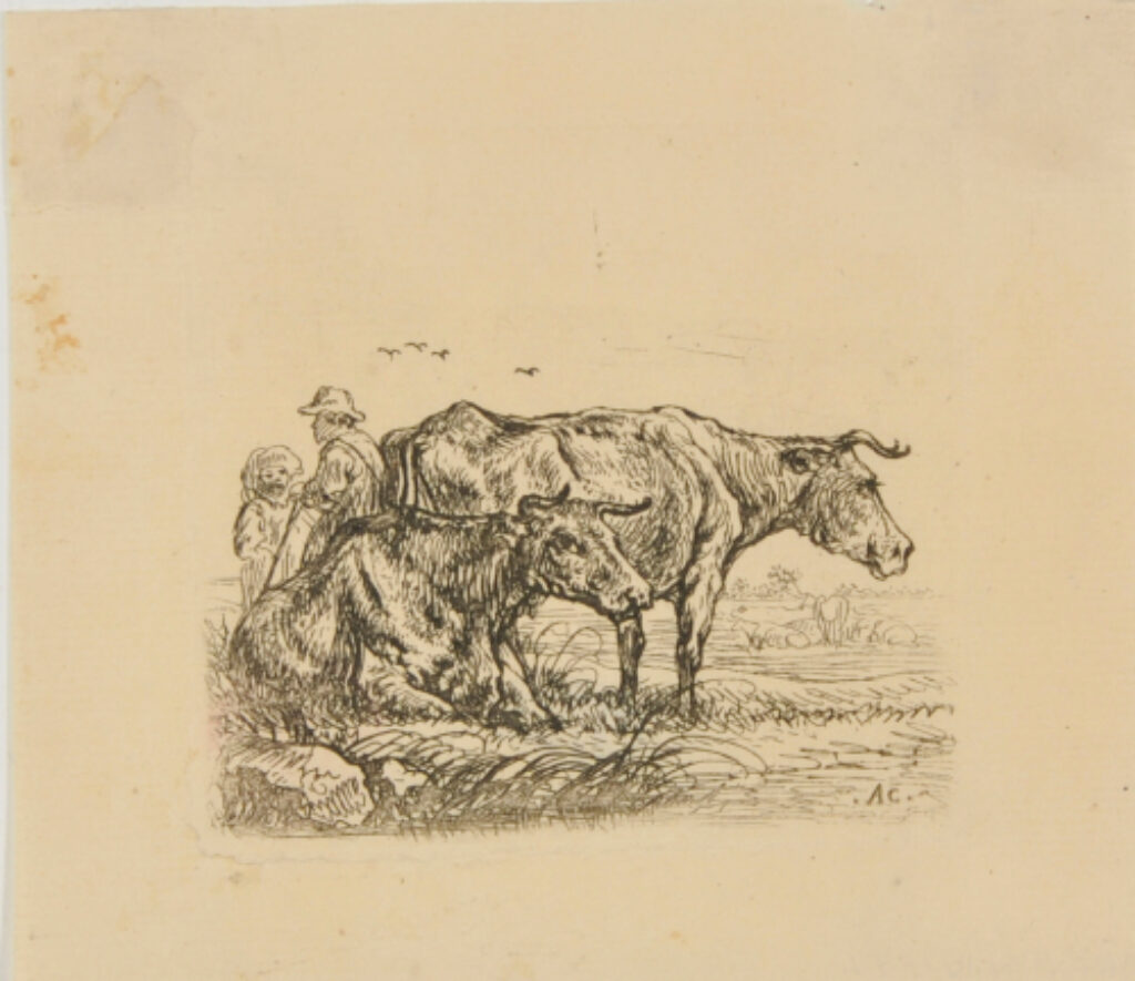 Two Cows, One Standing Behind Another Lying Down