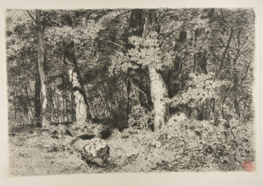 On the Edge of the Woods