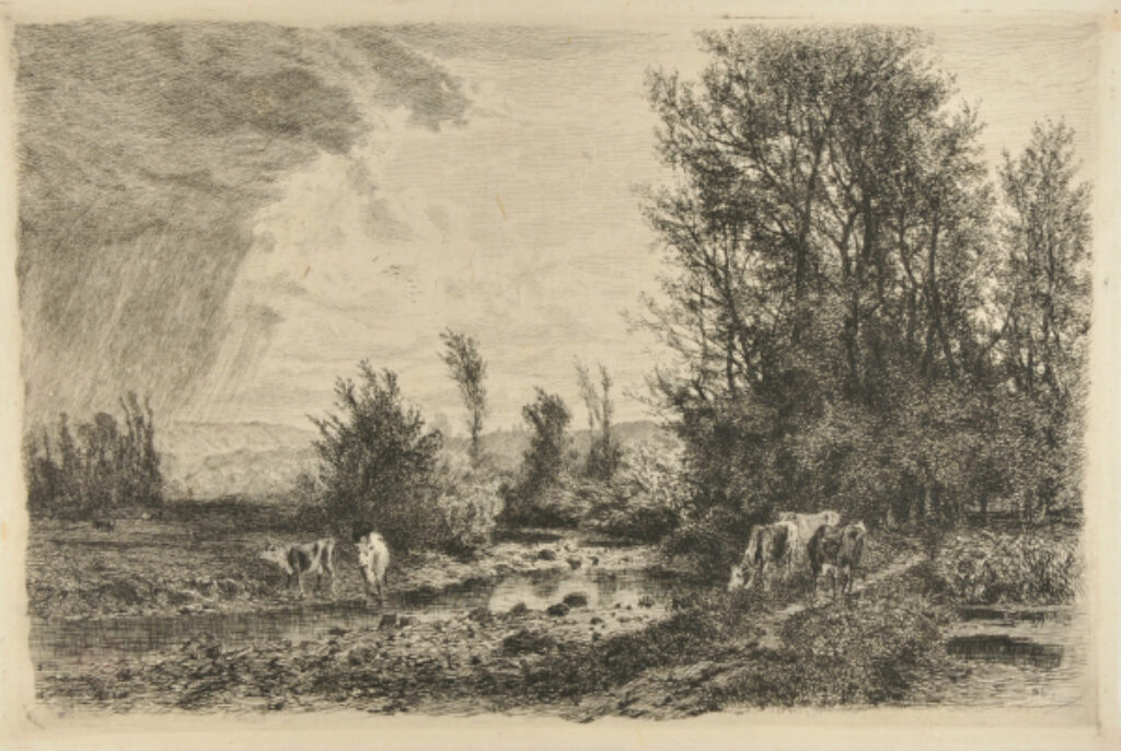 Cattle by a Stream