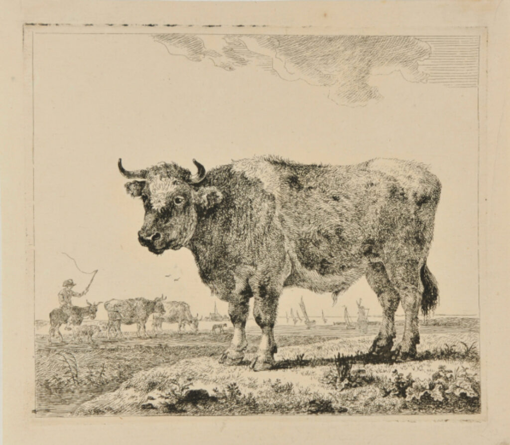 Bull Standing in a River Landscape