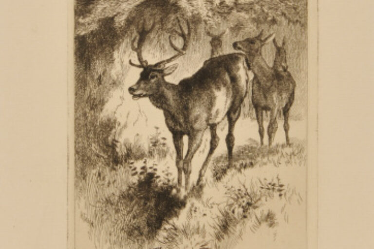 Deer in the Forest
