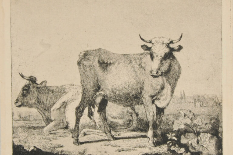 TWO COWS, ONE STANDING, ONE LYING DOWN