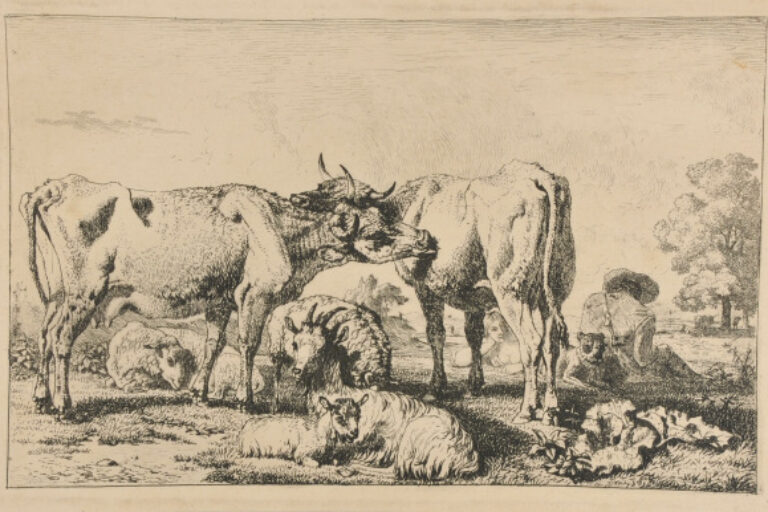 TWO COWS LICKING ONE ANOTHER