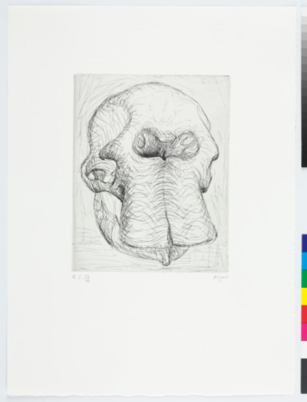 Plate I from the book “Elephant Skull”