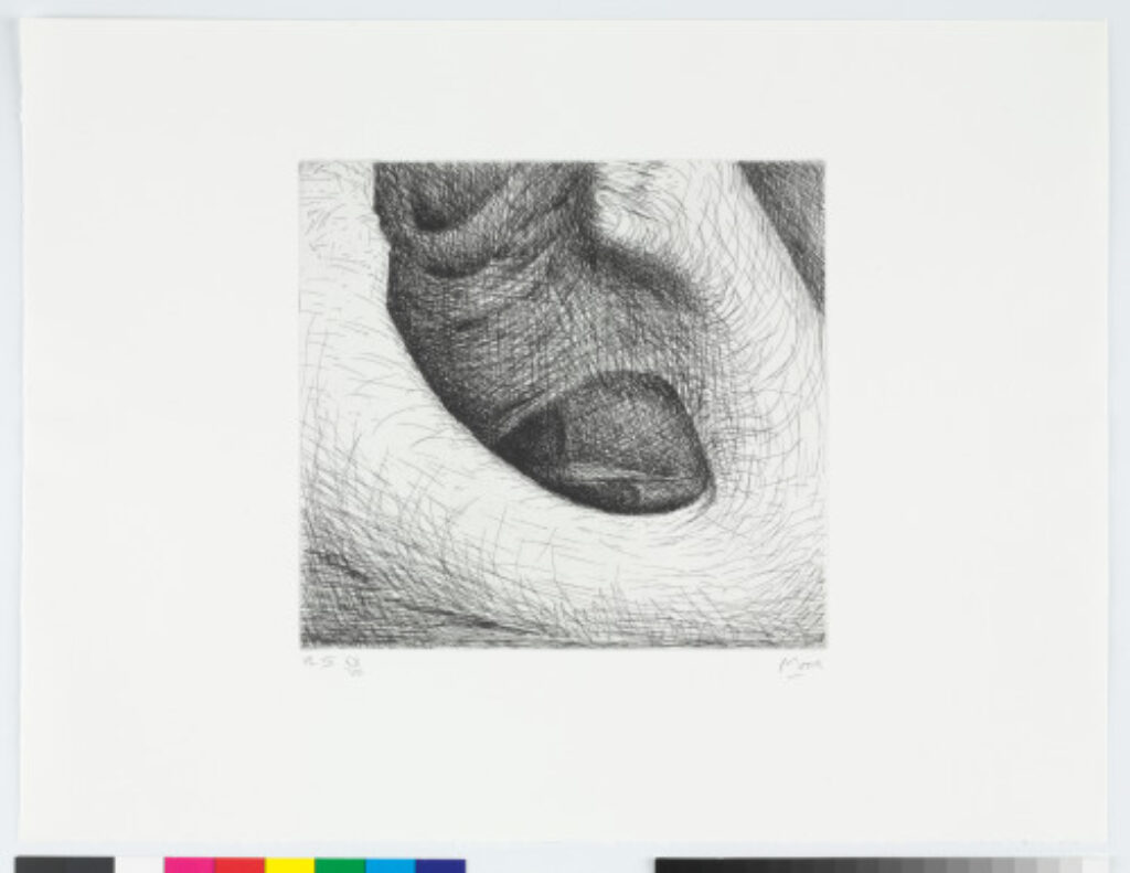 Plate IV from the book “Elephant Skull”