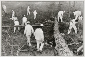 Clearing land, Ellis