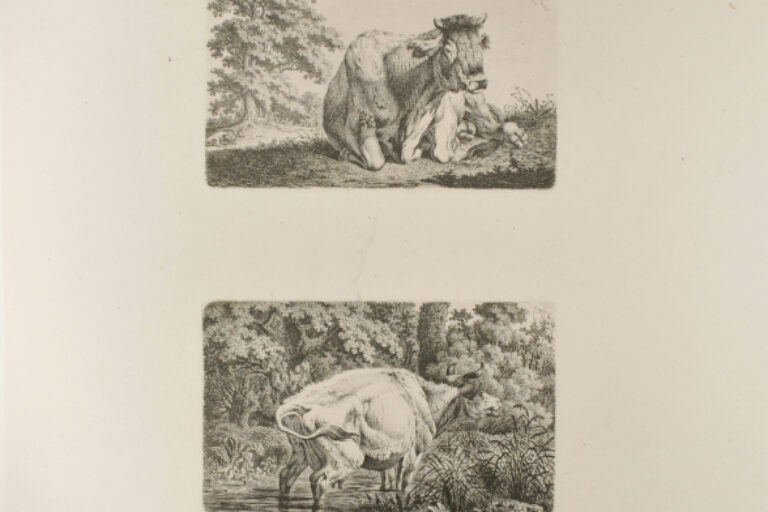RESTING COW, SEEN FROM THE FRONT (TOP); BELLOWING COW STANDING IN THE WATER (BOTTOM)