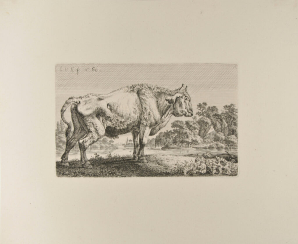 Standing Steer Facing Right