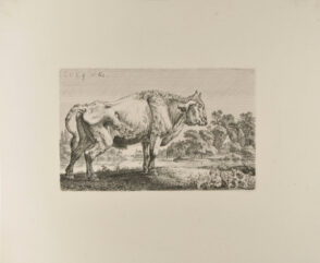 Standing Steer Facing Right