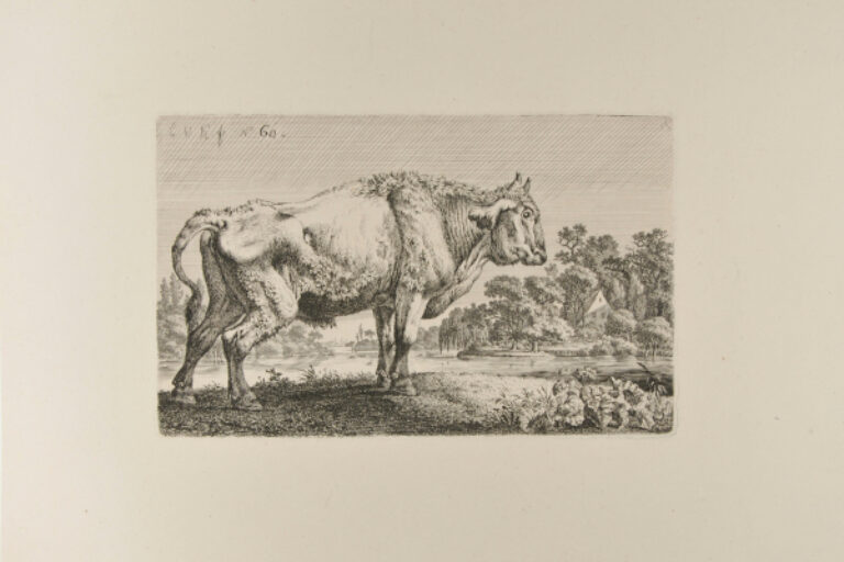 STANDING STEER FACING RIGHT