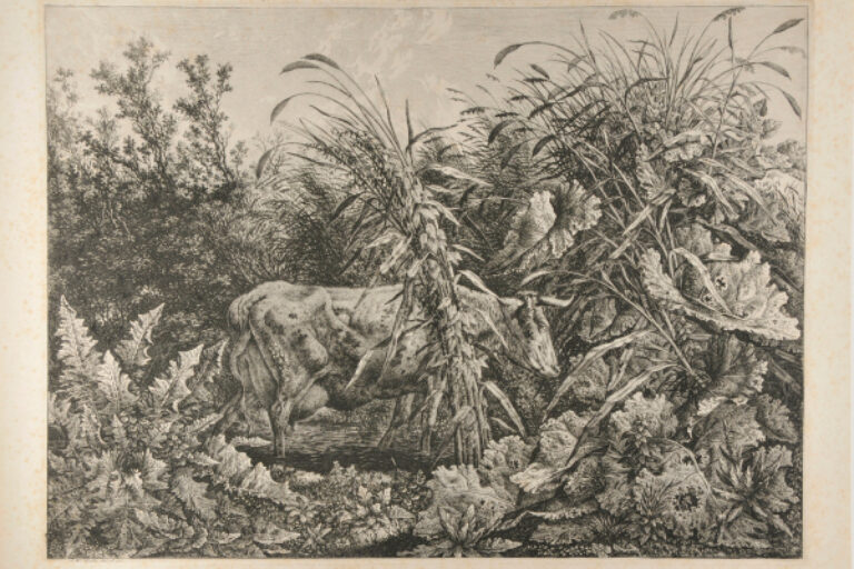 THE COW IN A SWAMP
