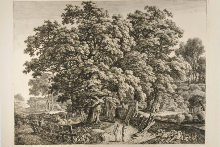 LARGE OAK TREE ENCLOSED BY A PLANK FENCE