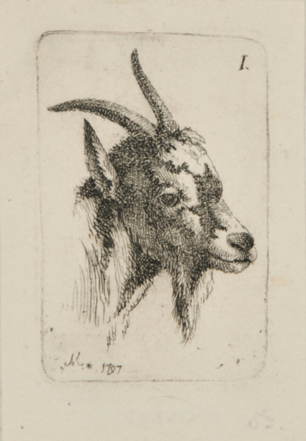 Head of a Goat