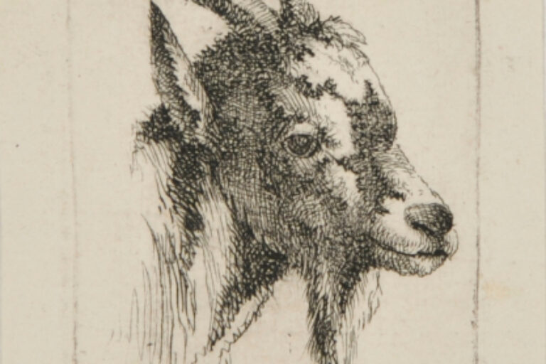 HEAD OF A GOAT