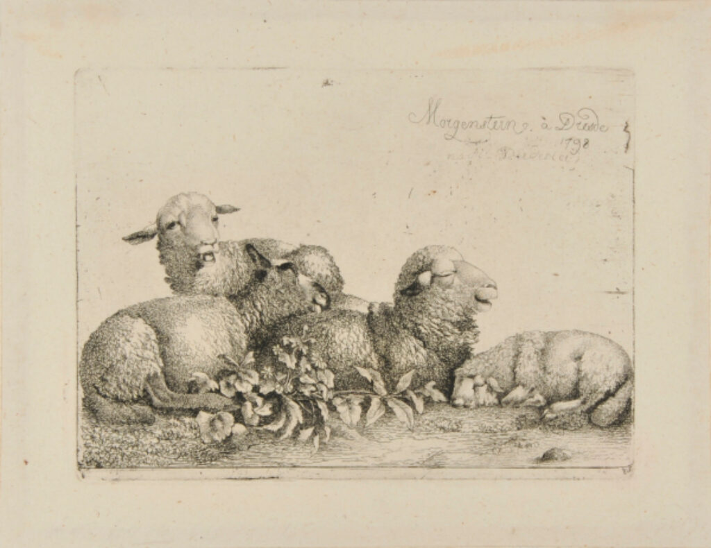 Group of Four Resting Sheep