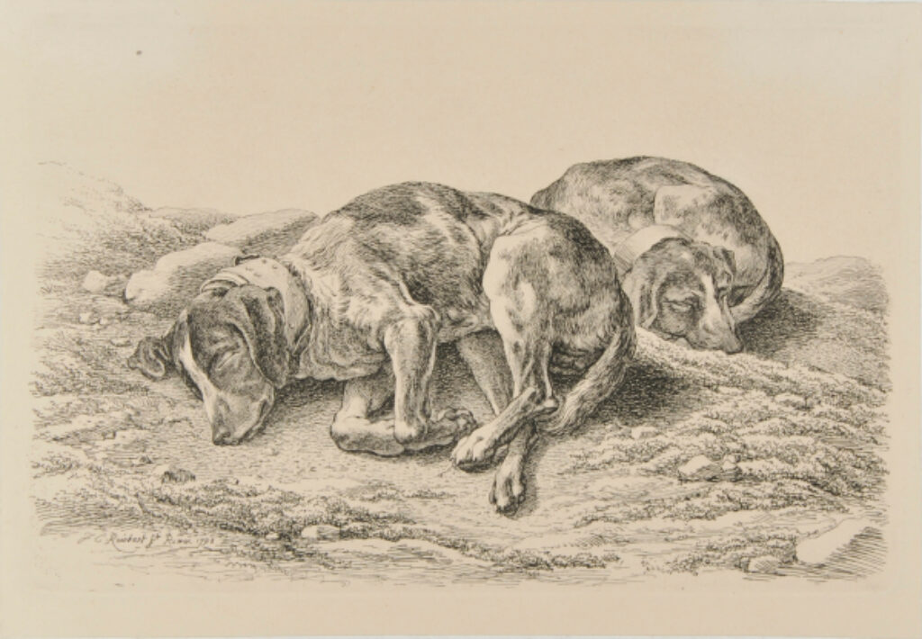 Two Sleeping Hunting Dogs