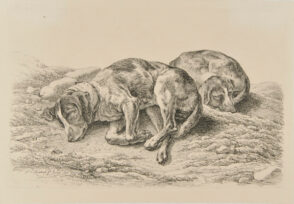Two Sleeping Hunting Dogs