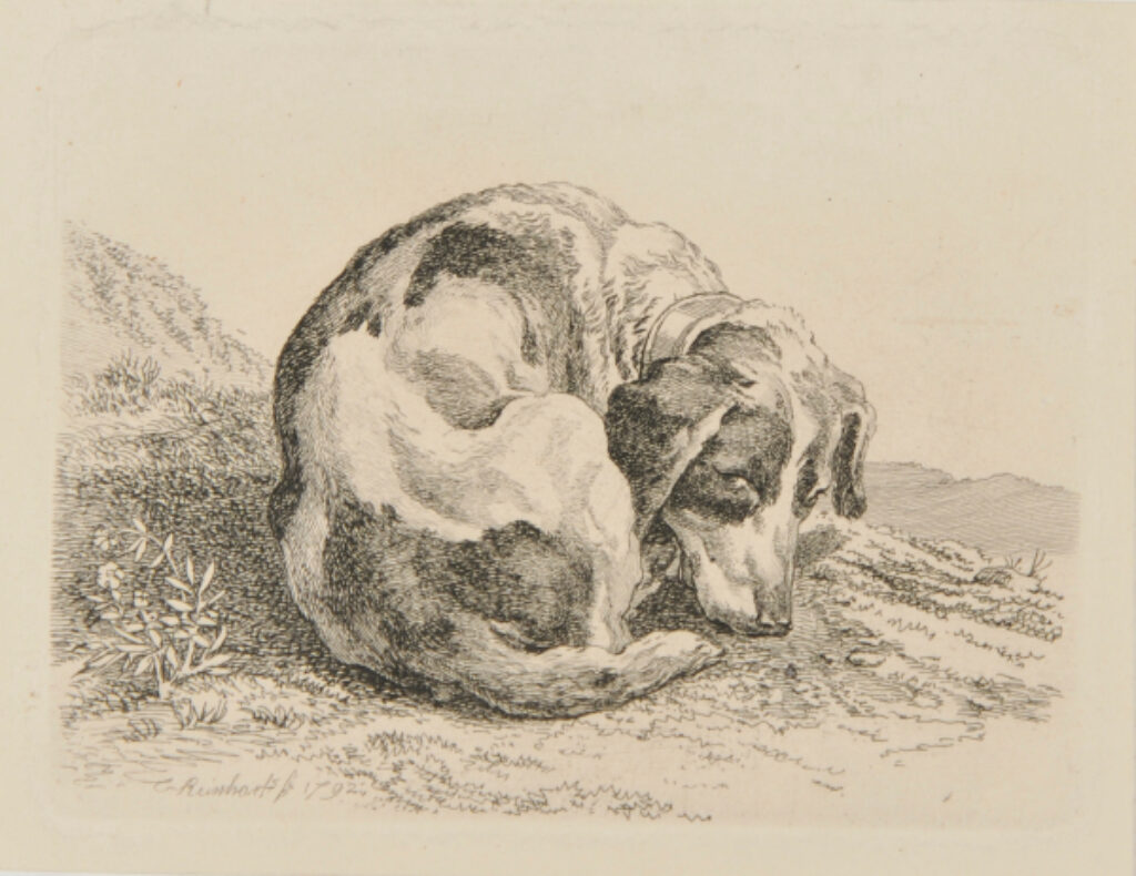 Sleeping Hunting Dog, Turned to Right