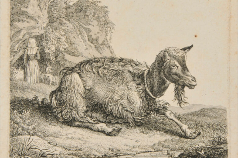 GOAT, TURNED TO RIGHT