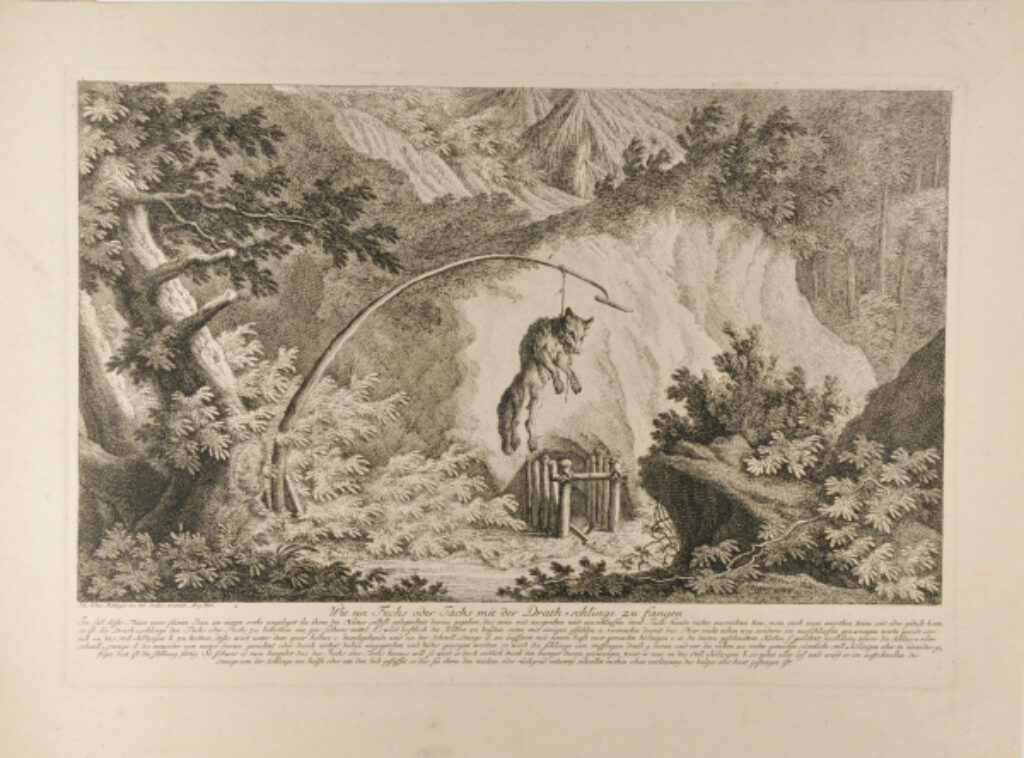 Wolf Caught in a Trap