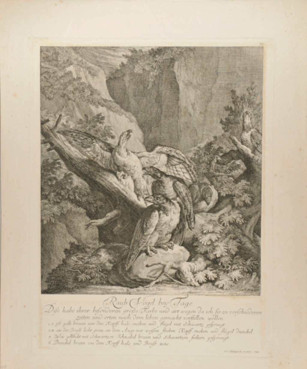 Raub Vögel bey Tage