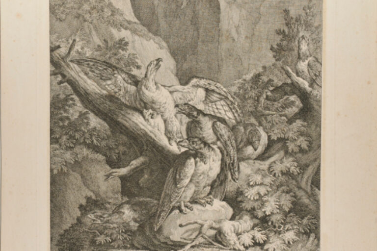 A FLOCK OF FIVE RAPTORS RESTING AMONG TREE TRUNKS