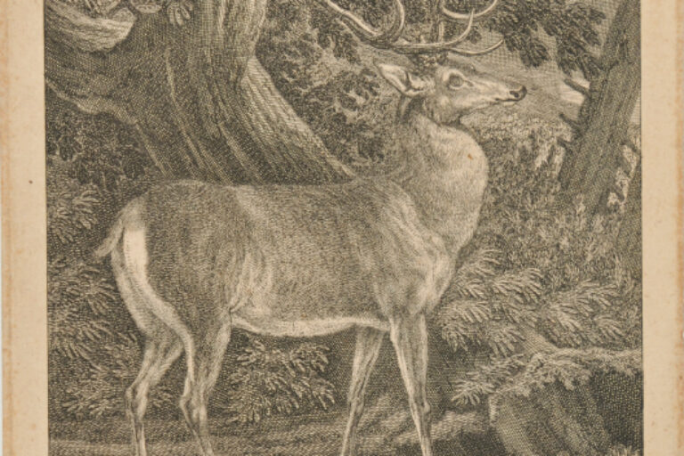 STAG STANDING IN WOODS
