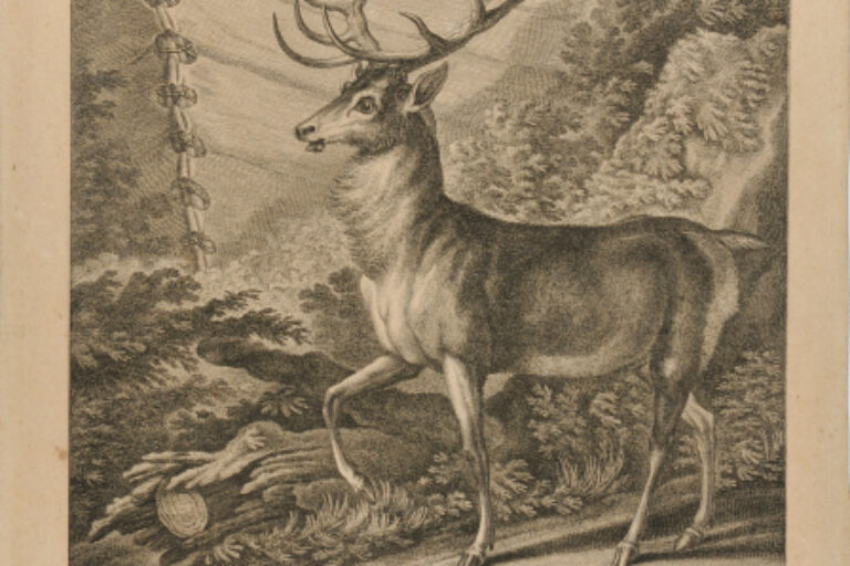 STAG STANDING BY A DEER TRAP