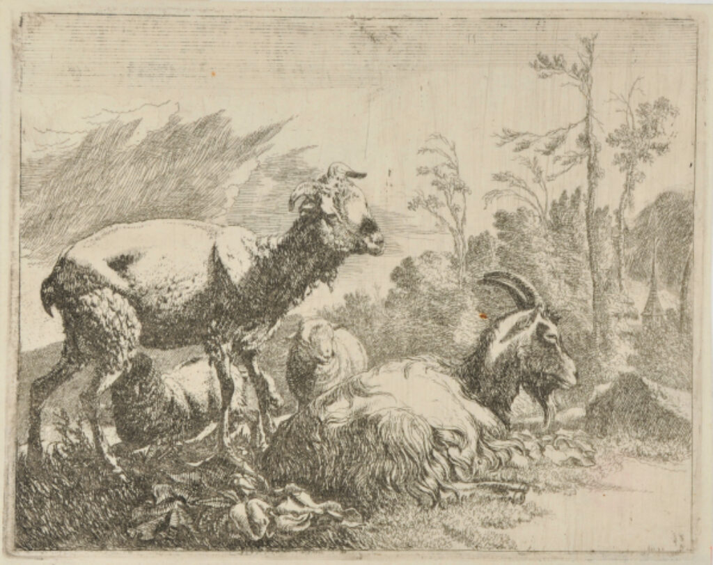 Shaven Sheep Standing at Left, Goat Lying at Center-Right